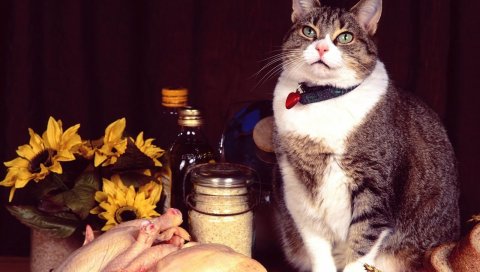 кошка, жир, продукты питания, мясные