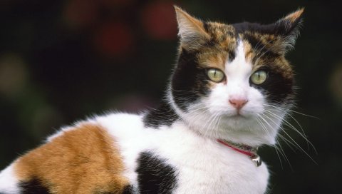 кошка, морда, воротник, пятнистый