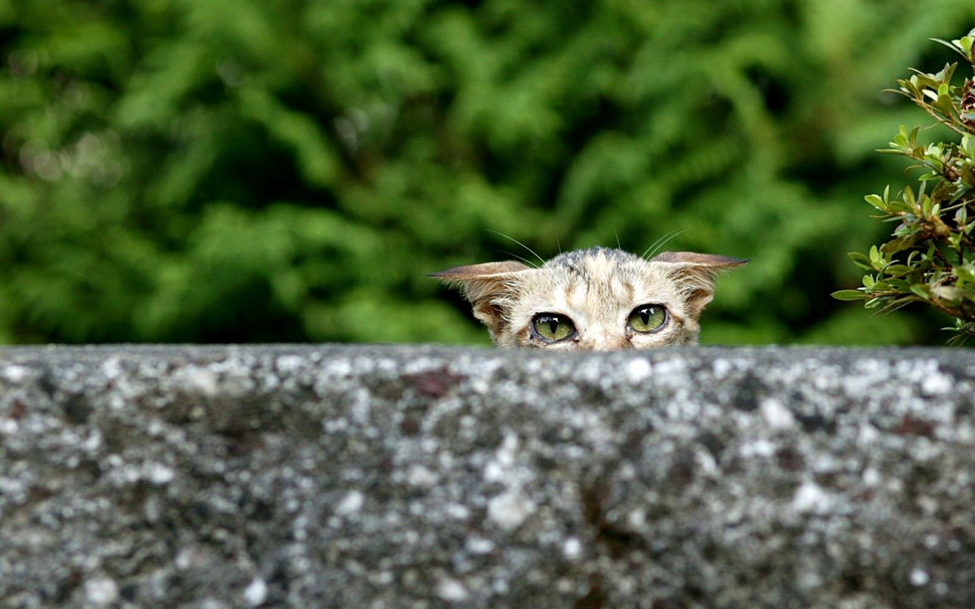 Выглядывающий кот. Кот в засаде. Кот в кустах. Котенок в засаде. Выглядывающие животные.