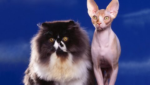 кошки, пара, пушистый, сфинкс