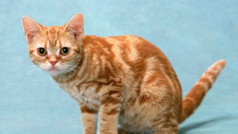 кошка, молодое, уход