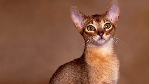 кошка, морда, глаза, породистый