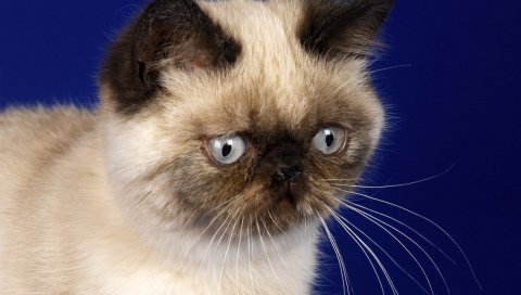 котенок, ребенок, удивление, смотрите, испуг