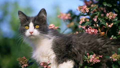 котенок , цветы, уход за