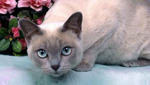 кошка, морда, глаза, неожиданность