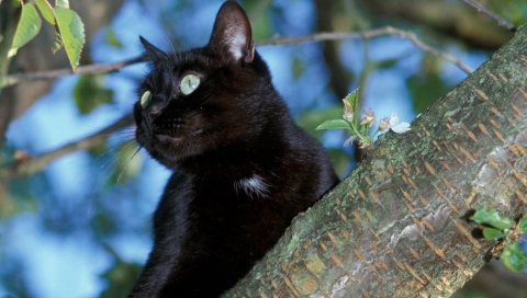 кошка, дерево, черная, сидеть