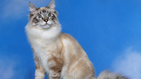кот, пушистый, фото стрелять