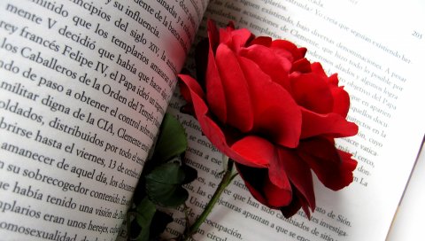 роза, цветок, книга, страницы