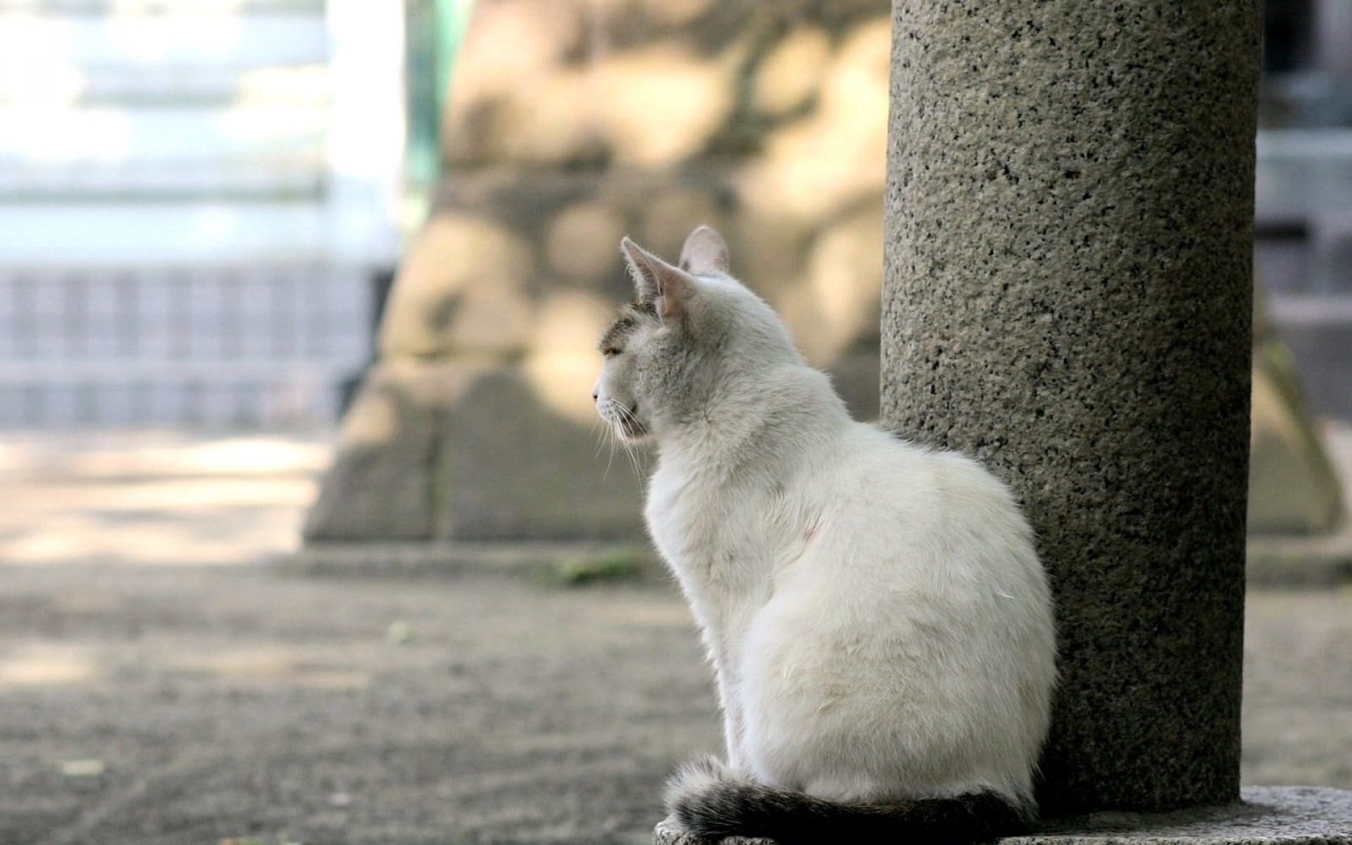 Фото сидящей кошки. Кошка сидит. Кот на улице. Уличная кошка. Сидячая кошка.