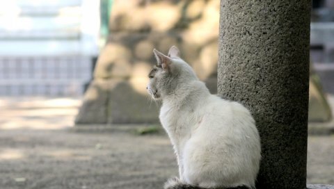 кошки, улица, сидеть, печаль