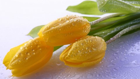 тюльпаны, капли, стебель, бутон, цветок