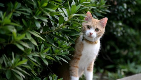котенок, лицо, листья, трава, собачий ошейник