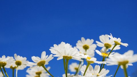 ромашки,цветы, растения, небо