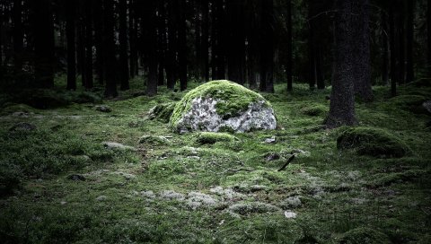 трава, камень,
