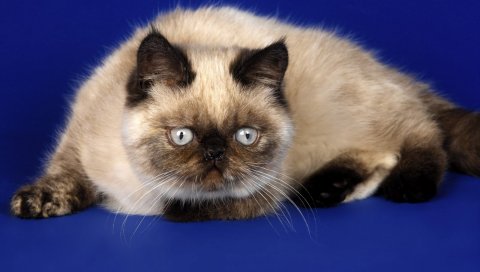 кот, лицо, жир, сидеть