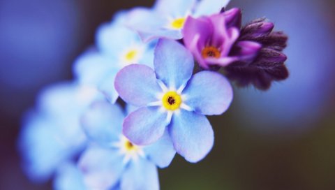 цветы, маленький, синий