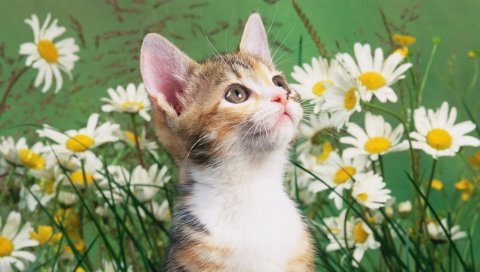 котенка, ромашку, цветы