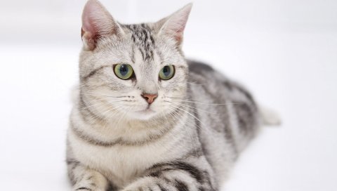 кошка, лежа, полосатый, выглядят