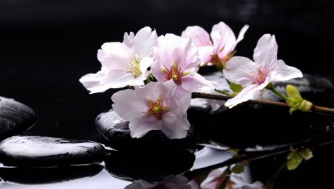 цветы, ветки, камни,вода