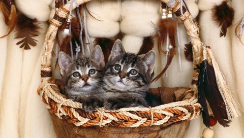 котят, пар, корзина