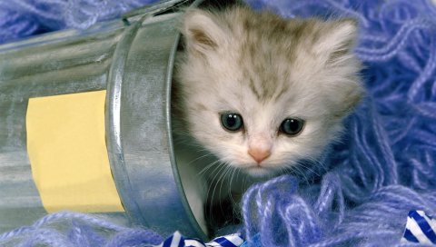 кошки, банк, котенок, игривый