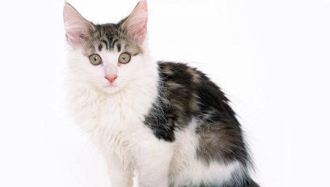 котенок, пятнистый, ребенок