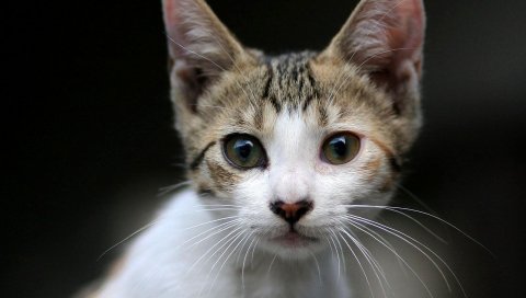 котенок, лицо, глаза, удивление