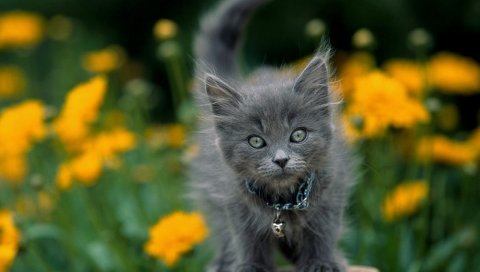 котенок, цветы, глаз, пушистый