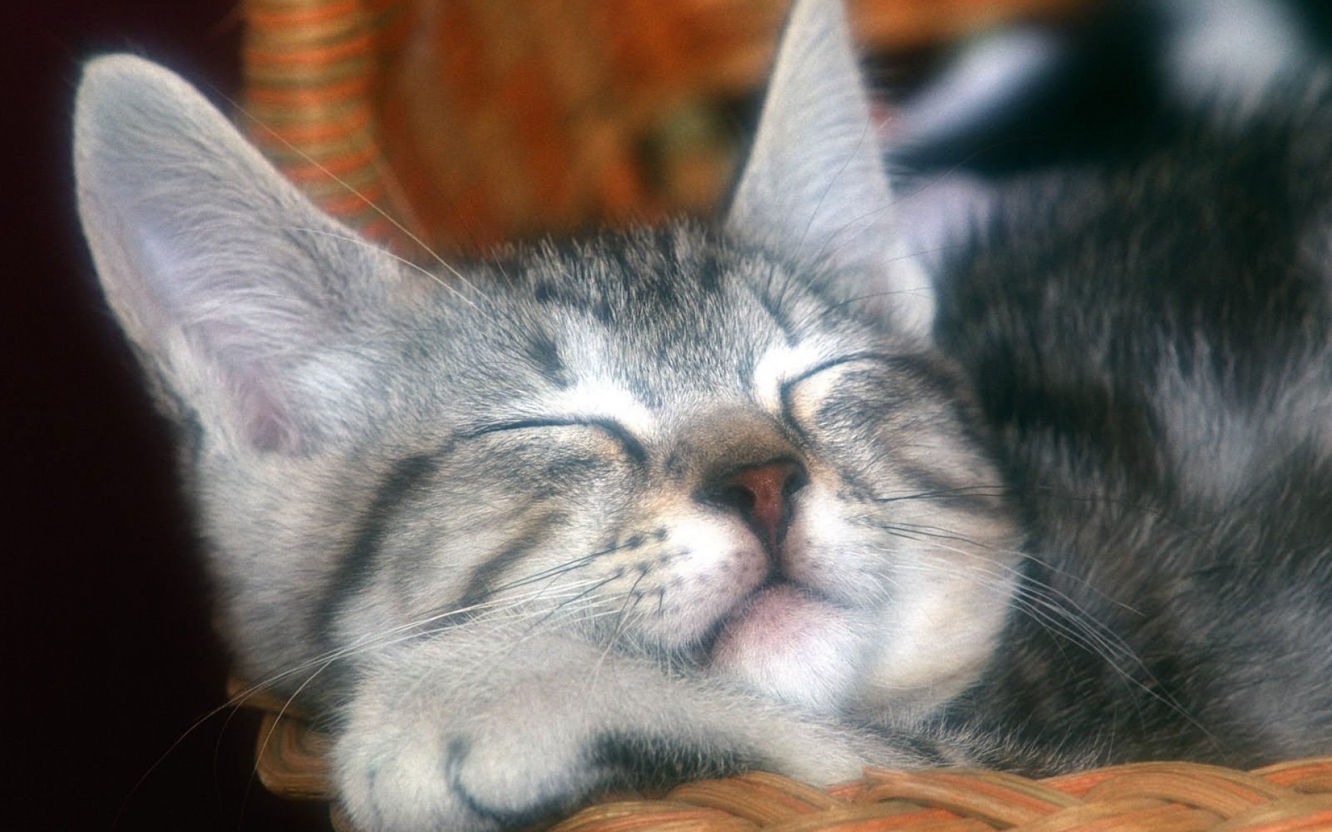 Картинки кошка, морда, сон, уши фото и обои на рабочий стол
