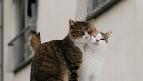 кошки, пара, нежность,любовь