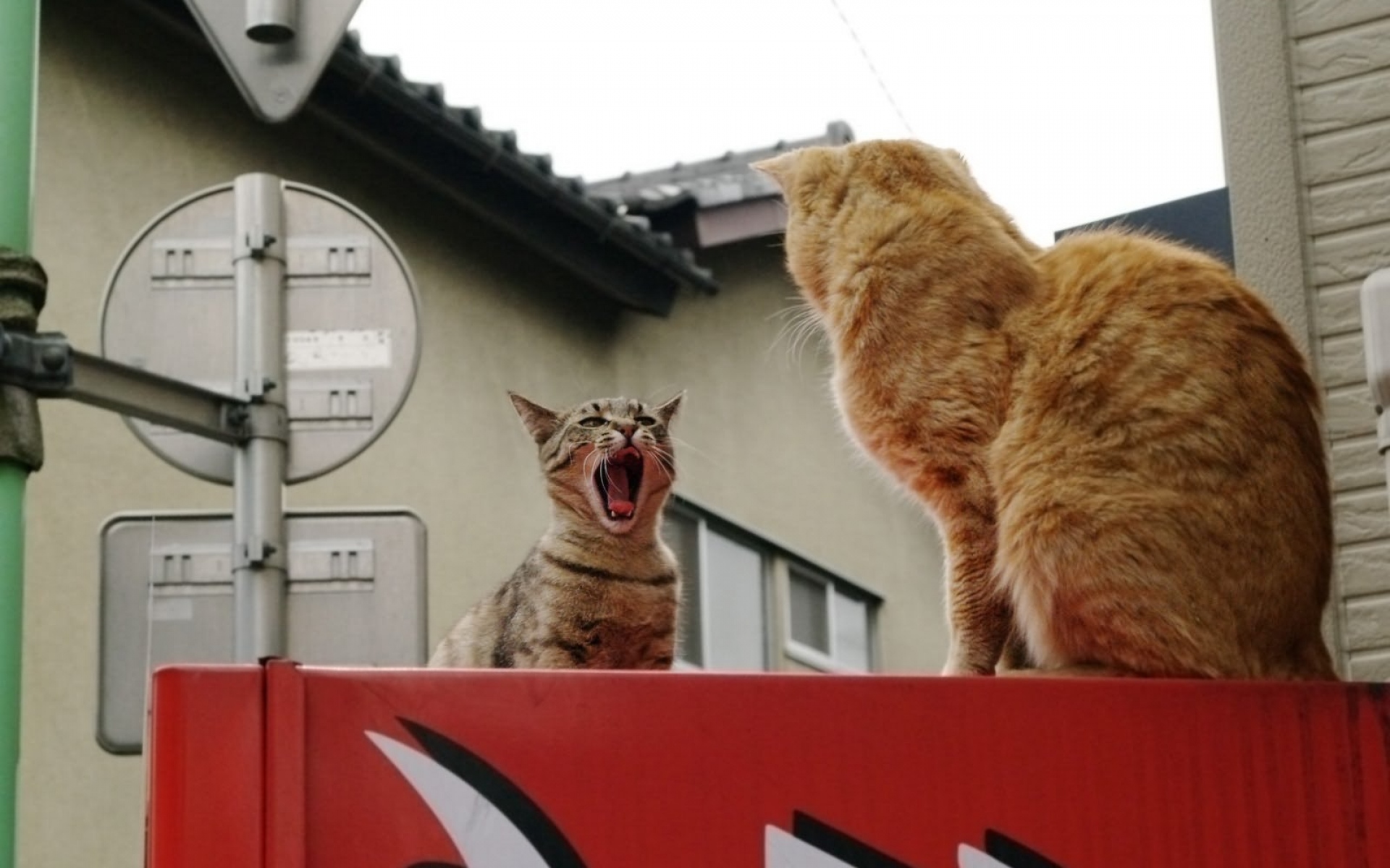 Картинки кошки, борьба, крик, пара фото и обои на рабочий стол