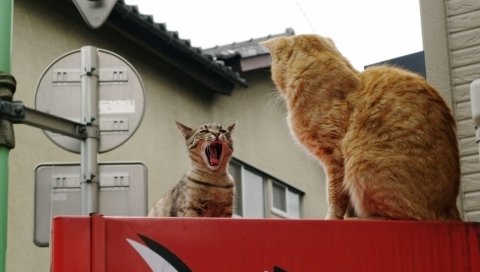 кошки, борьба, крик, пара