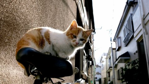 котенок, кошка, велосипед
