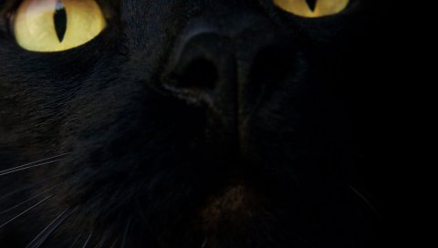 кошка, морда, черный, глаза