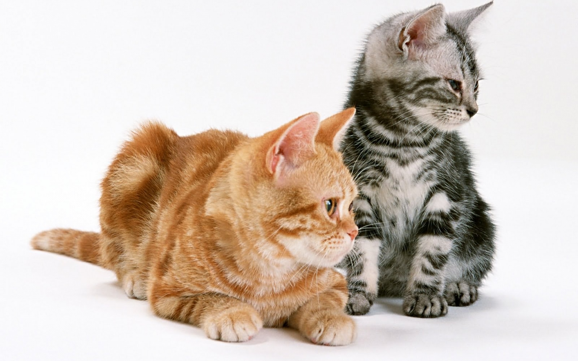 Картинки котята, пара, нежность фото и обои на рабочий стол