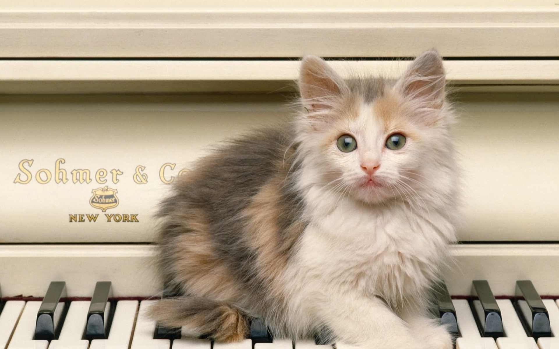 Картинки котенок, пушистый, взгляд, пианино фото и обои на рабочий стол