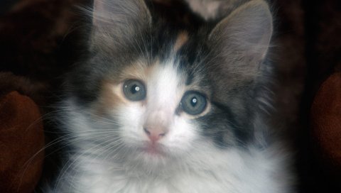 котенок, лицо, грустный, взгляд
