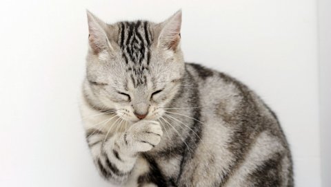 кошка, лицо, умываться, лапа