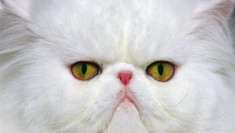 Кошка, морда, белый, персидский