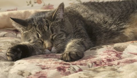 Кошка, сон, лапа, кровать