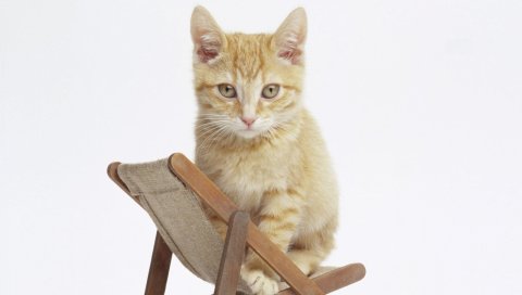 Котенок, ребенок, стул, сидеть