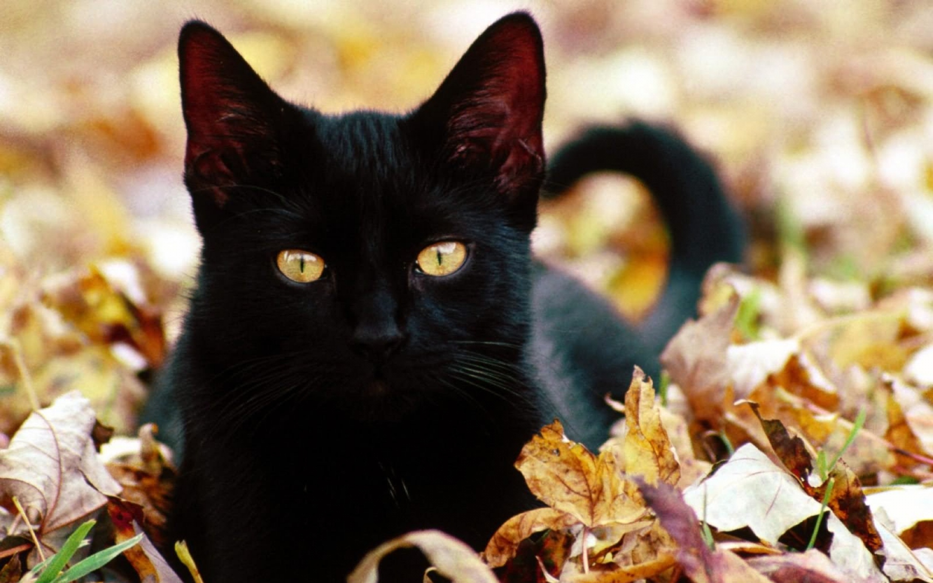 Картинки Котенок, кошка, лицо, осень, листья фото и обои на рабочий стол