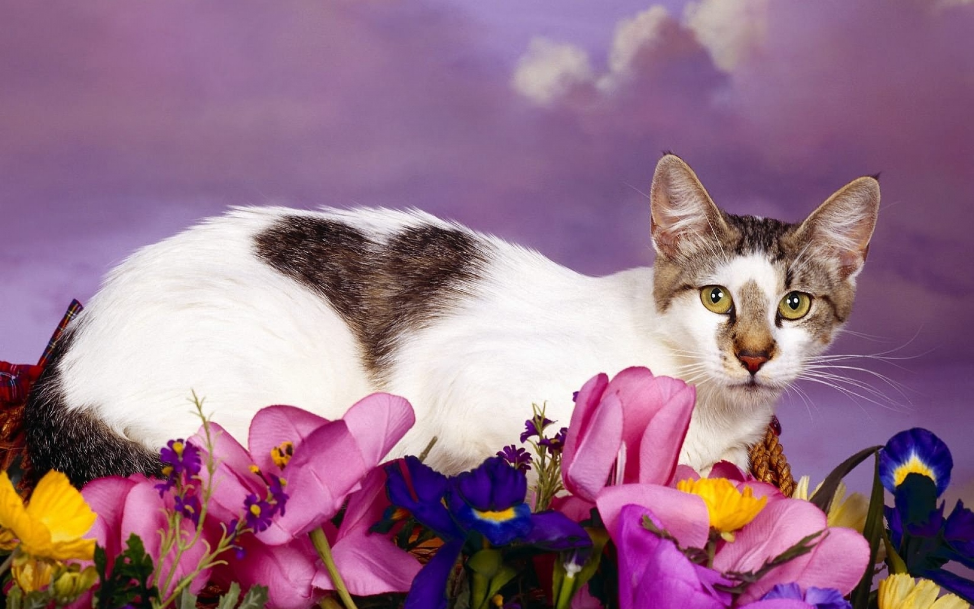 Картинки Кошка, сидеть, цветы, пятнистый фото и обои на рабочий стол