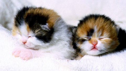 Котята, пара, новорожденный, слепой