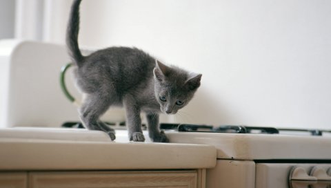 Кот, кухня, плита, котенок