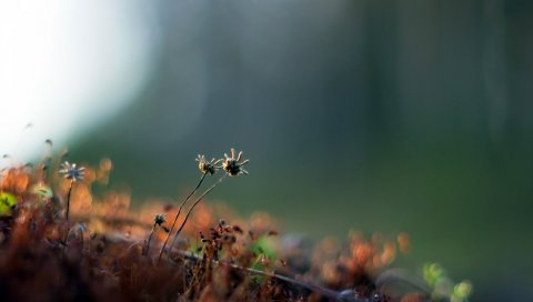 Растение, листья, сухие