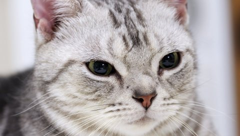 Кошка, косичка, лицо, полосатый