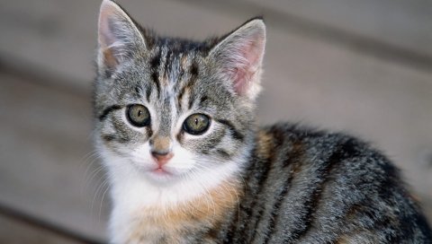 Котенок, косичка, лицо, полосатый