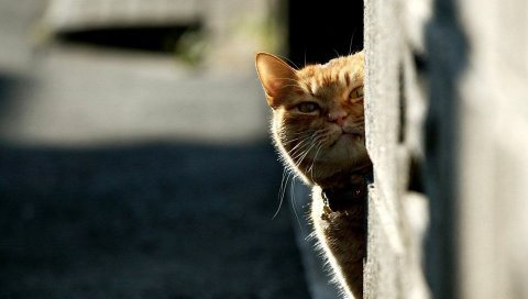 Кошка, смотри, свет