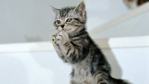 Котенок, стенд, струна, игра